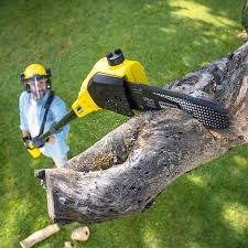 Best Stump Grinding and Removal  in South Venice, FL